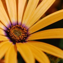 African Daisy Mix Flower Seed Packet 150 Seeds Cape Marigold Waterfall S... - €4,37 EUR