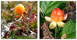 Cloudberry (Rubus Chamaemorus) Artic Raspberry Fresh 300 Seeds - £17.30 GBP