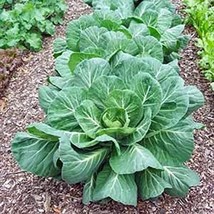 Collard Greens Seed, Vates, Heirloom, Non GMO, 99+ Seeds, Collard Green - £2.39 GBP