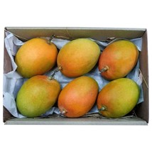 From Us Live Fruit Tree 3’-4’ Feet Mangifera (Grafted Mango Alphonso) TP15 - £143.86 GBP