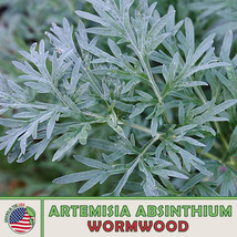 2000 Wormwood Seeds Artemisia Absinthium Absinthe Herb Bitters New Fresh... - £7.08 GBP