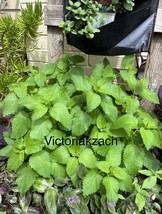 AW Lemon Balm Seeds Mosquito Repellant Herb Garden Heirloom Tea Non Gmo ... - $8.69