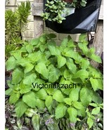 AW Lemon Balm Seeds Mosquito Repellant Herb Garden Heirloom Tea Non Gmo ... - $8.69
