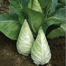 PM Caraflex Cabbage Seeds (20+ Seeds) | Non GMO | Vegetable Fruit Herb Flower Se - £3.73 GBP