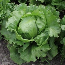 1000 Seeds Lettuce Seed Iceberg Large Head Heirloom - $25.98