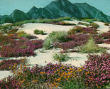 Springtime on the Desert Desert Verbenas in Bloom Postcard PC566 - $4.99