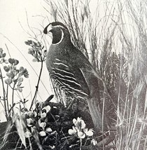 California Valley Quail 1936 Bird Print Nature Collectible Ephemera DWU13 - $19.99