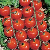 Best 10 Sweetie Cherry Tomato Seeds Non Gmo Heirloom Organic Fresh - $9.14