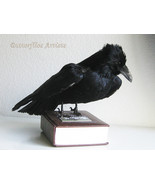 Wise Eurasian Raven Corvus Corax Gothic Decor Taxidermy Stuffed Bird Zoo... - $7,507.71 MXN