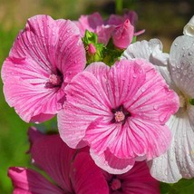 Fresh Rose Mallow Seeds Lavatera Trimestris Flower Seed Mix 1000 Seeds Fast Ship - $11.96