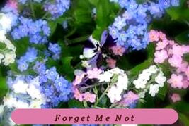 Healthy Growth Forget Me Not Flower Seeds Mixed Colors 100 Fresh Seeds - $2.25