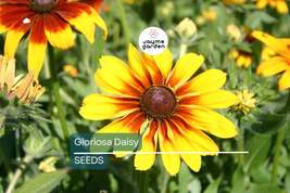 Gloriosa Daisy Seeds | Non-GMO | Yellow &amp; Red Blooms | Drought Tolerant | - $4.99+
