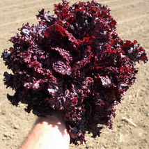 Ship From Us Lolla Rossa Darky Lettuce Seeds ~8 Oz Seeds -HEIRLOOM, NON-GMO TM11 - £120.44 GBP