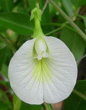 Clitoria Ternatea Single White Butterfly Pea 20 Seeds Fast Ship USA Seller  - $26.58