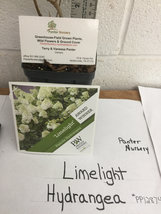 LIMELIGHT Hydrangea shrub PP#12874 image 5