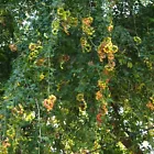 Manilla tamarind, Pithecellobium dulce exotic Madras thorn fruit seed - 15 SEEDS - $13.49