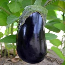 200 SEEDS BLACK BEAUTY EGGPLANT GROW QUICKLY HEIRLOOM SEEDS STUNNING GAR... - $8.35