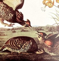 Prairie Chicken Bird 1946 Color Art Print John James Audubon Nature DWV2G - $776.05 MXN