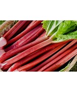 FMG Rhubarb 25 Seeds Seed Sweet Lg Red Stalks Organic Perennial Garden F... - $21.13 CAD