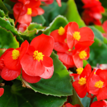 Begonia Flower (Begonia semperflorens) 10 PCS Seeds - £6.77 GBP