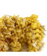Immortelle Helichrysum Arenarium Dwarf Everlast Organic Dried Herbal Tea - £4.51 GBP+