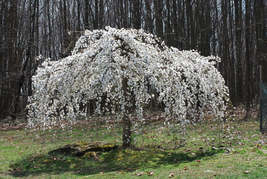 2 Weeping Cherry Trees (Prunus x yeodensis) 6-12&quot; in 3&quot; Pot, Elegant Blooms - £44.31 GBP