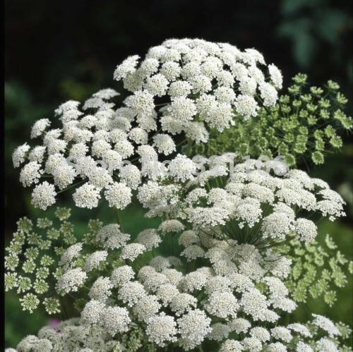75 White Queen Annes Lace seeds New Fresh US Shipping - $8.88