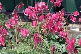 25+ King Hearts Bleeding Heart Seeds Dicentra Spectabilis Shade Flower G... - $9.99