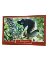 Postcard Madagascar Indri Lemur Primate Monkey Ape Africa Chrome Unposted - €4,18 EUR
