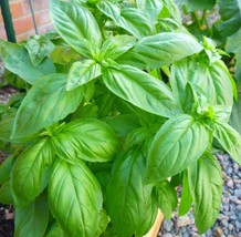 Organically Grown Sweet Italian Basil Seeds 40 Count~Herbal HealingFrom US - $8.35