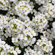 Grow In US 1000 Seeds Groundcover Rock Cress White Flowers Perennial Rock Garden - £8.10 GBP