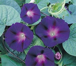 50 seeds New Star of Yelta Morning Glory Flower Seeds - £8.43 GBP