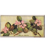 Cowan Co Toronto Card Trailing Arbutus Wild Flowers Of Canada - $9.89