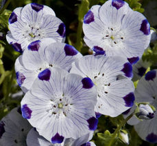 100 Ct Flower Five Spot Nemophila Seeds Annual Wildflower - £6.38 GBP