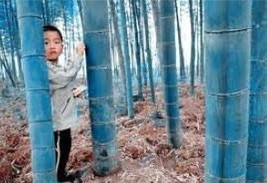 100 Pcs Blue Bamboo Seeds Fresh Seeds - £9.25 GBP