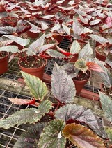 Harmony Foliage Begonia Pink Maculata Polka dot Angel Wing in 4 inch pots 30-Pac - £475.25 GBP