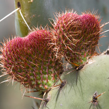 Opuncia Prickly Pear Cactus Seeds 5 Organic Seeds Gardening Fresh USA Seller - $10.00