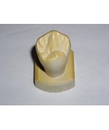 Dental Tooth Model Plaster Cast Anatomy Morphology Teaching Lower 1st Bi... - $367.32 MXN