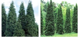 12-16&quot; Tall Live Plants, 5 Thuja Green Giant Arborvitae Trees/Shrubs - 2.5&quot; Pots - £72.73 GBP