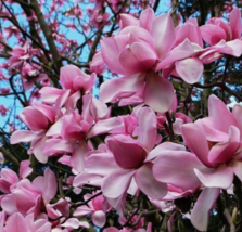 5 Pc Seeds Magnolia Campbellii Flower Plant, Pink Tulip Seeds for Planting | RK - £19.77 GBP