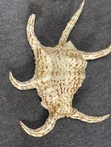 Unusual Conch Shell Horned specimen seashell natural nautical Sea Beach ... - $9.90