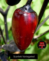 Scarlett Variegated pepper seeds, dark leaves pheno, ornamental chili pe... - $2.50