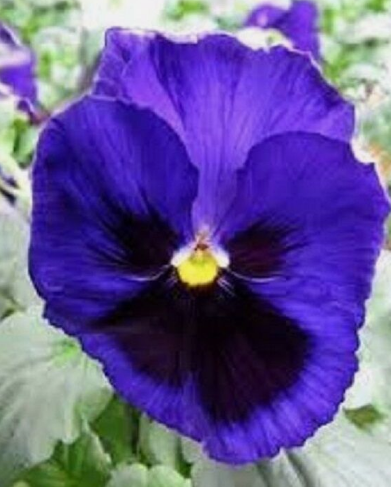Primary image for 35 Pc Seeds Pansy Inspire Blue Velvet Flower Plant, Pansy Seeds for Planting |RK