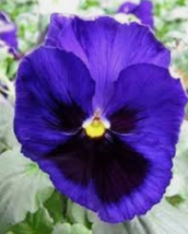 35 Pc Seeds Pansy Inspire Blue Velvet Flower Plant, Pansy Seeds for Plan... - £11.56 GBP