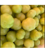 Star Gooseberry (15 seeds) PHYLLANTHUS ACIDUS Karamay From Hawaii - $12.29 CAD