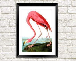 Flamant Rose Imprimé : Vintage Audubon Oiseau Illustration Estampe, Rose - £5.59 GBP+