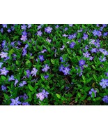 Creeping Myrtle Periwinkle Vinca Minor Vines Flowering Plants Ground Cover - 50  - £36.38 GBP