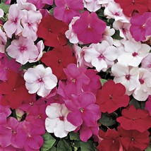 Peppermint Mix Impatiens Seed Accent Impatiens Flower Seeds 200 Seeds Fr... - $18.99