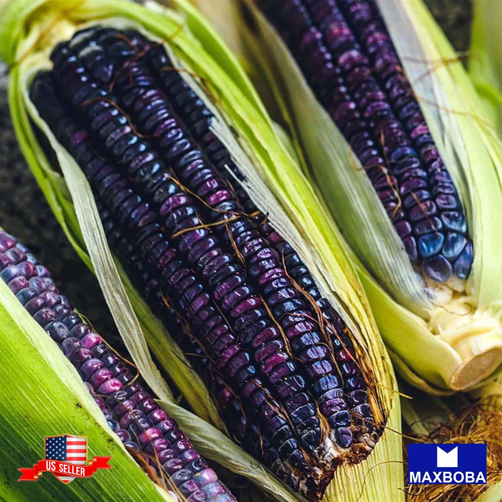 15 Corn Seeds - Blue Hopi Non-GMO Heirloom Vegetable BOGO 50% OFF - $7.33