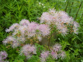 SHIPPED FROM US 10 Columbine Meadow Rue Thalictrum Pink Flower Seeds, LC03 - £16.83 GBP